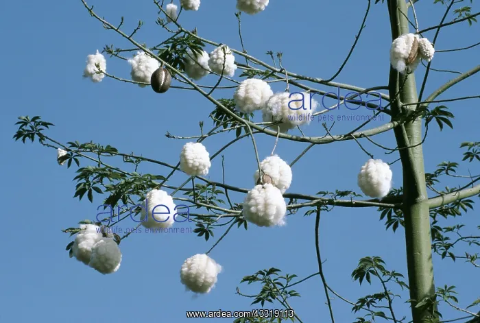 : FLOSS SILK TREE - Bursting seed pods : FLOSS SILK TREE - Bursting seed pods