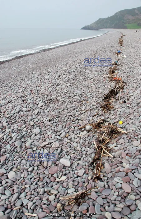 : Flotsam - High tide line debris : Flotsam - High tide line debris