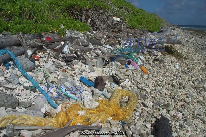 : Flotsam and jetsam - On the ocean side of Home Island : Flotsam and jetsam - On the ocean side of Home Island