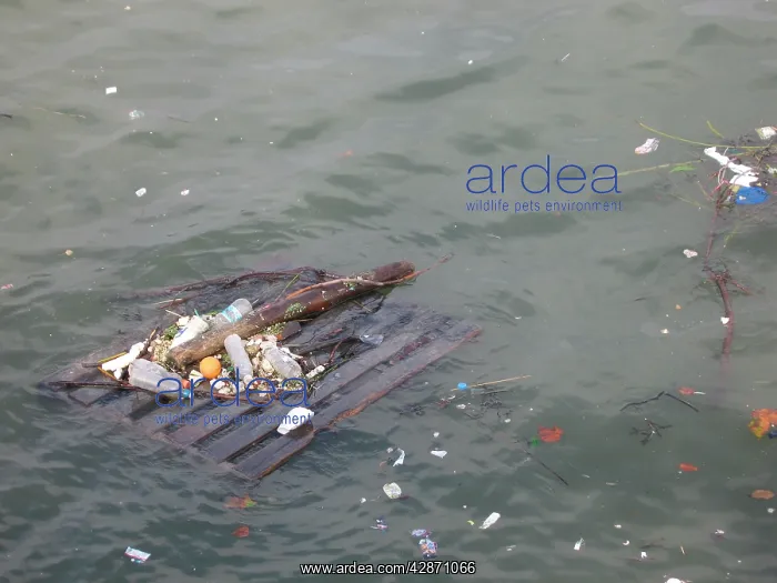  : Flotsam on the River Thames