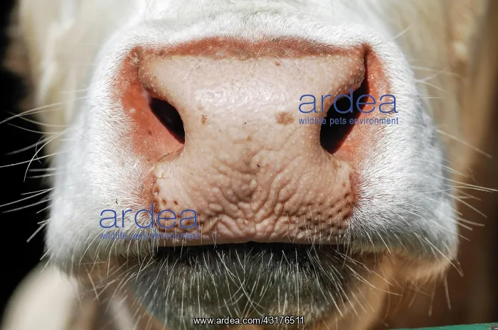 : Flotzmaul, mouth, French Charolais cattle, Bavaria : Flotzmaul, mouth, French Charolais cattle, Bavaria