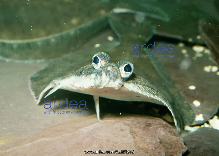  : FLOUNDER (Platichthys flesus). UK marine