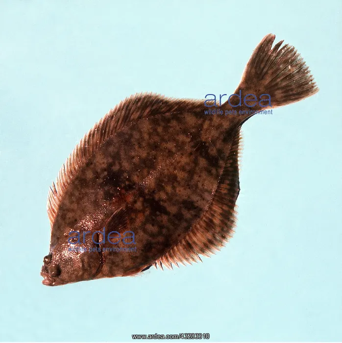 : FLOUNDER FISH : FLOUNDER FISH