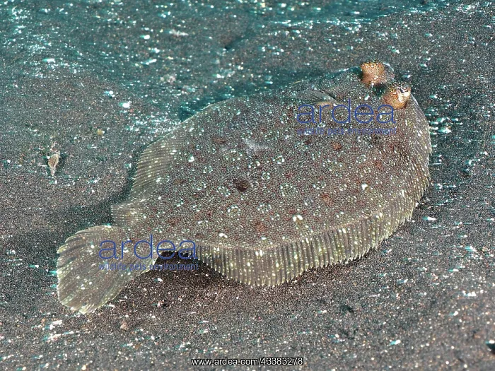 : Flounder, wide-eyed flounder (Bothus podas). Dive : Flounder, wide-eyed flounder (Bothus podas). Dive