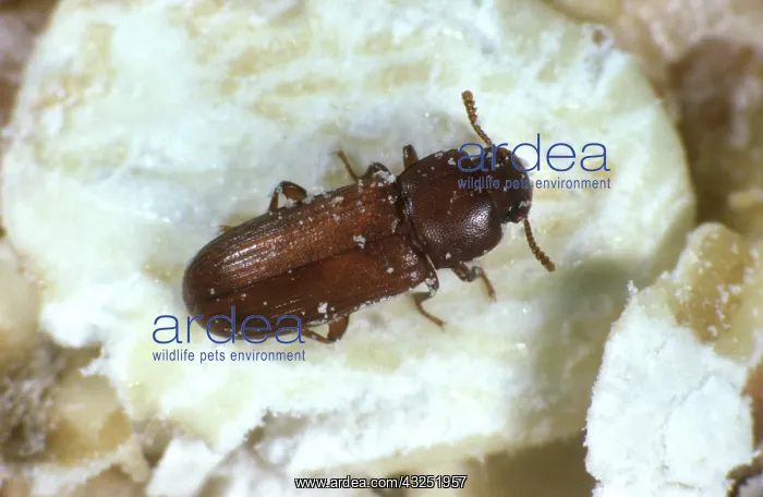 : Flour Beetle (Tribolium castaneum) : Flour Beetle (Tribolium castaneum)
