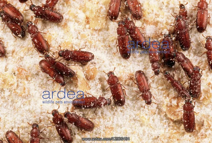 : Flour Beetles - stored product pest : Flour Beetles - stored product pest