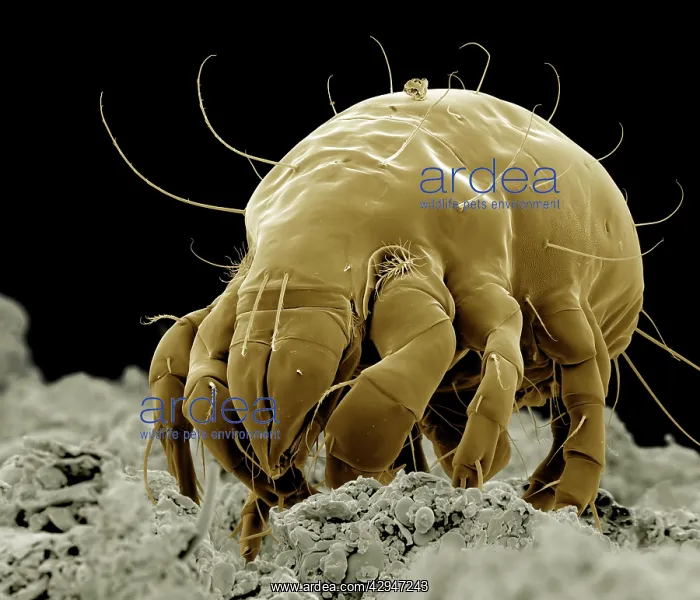 : Flour Mite : Flour Mite