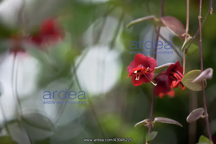 : Flower : Flower