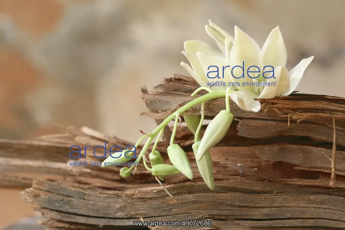 : Flower : Flower
