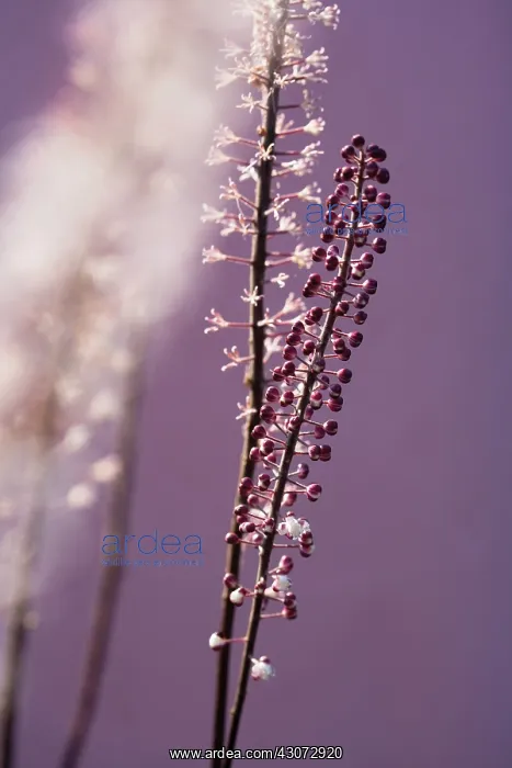  : Flower