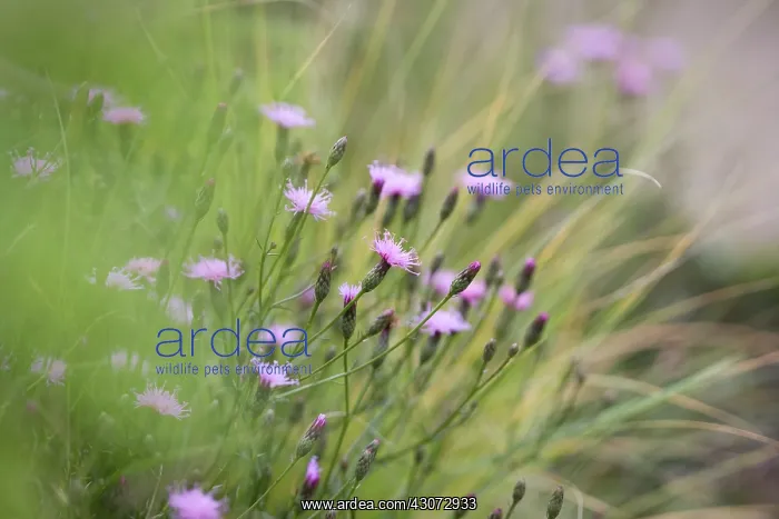 : Flower : Flower