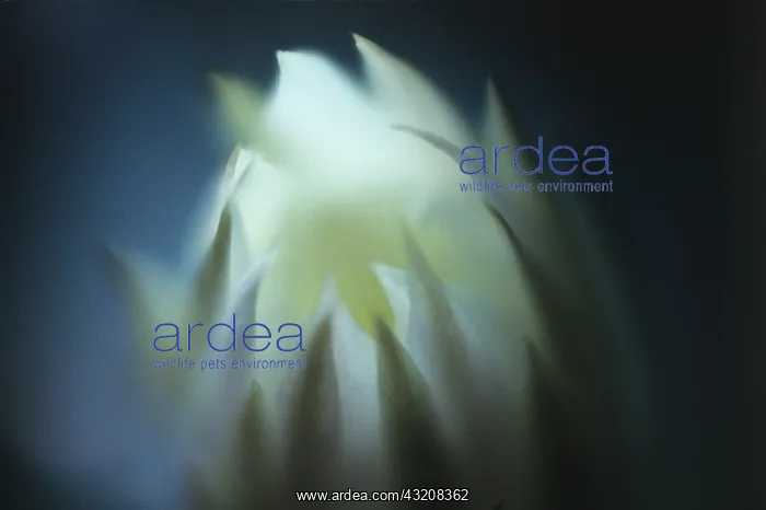 : Flower : Flower