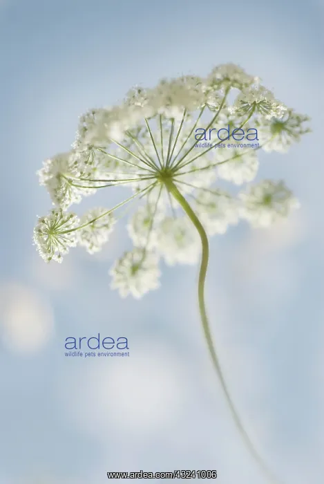 : Flower : Flower
