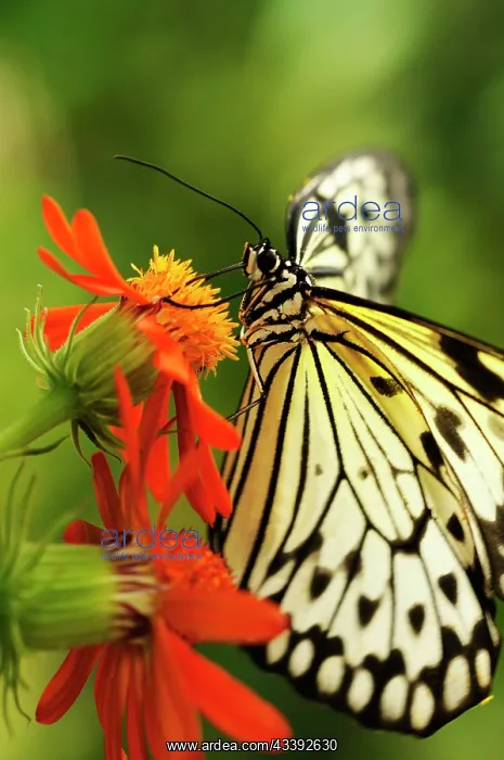 : Flower : Flower