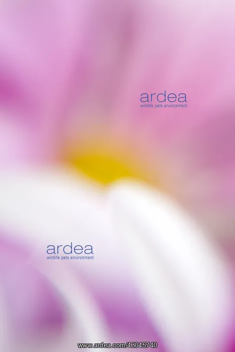  : Flower abstract