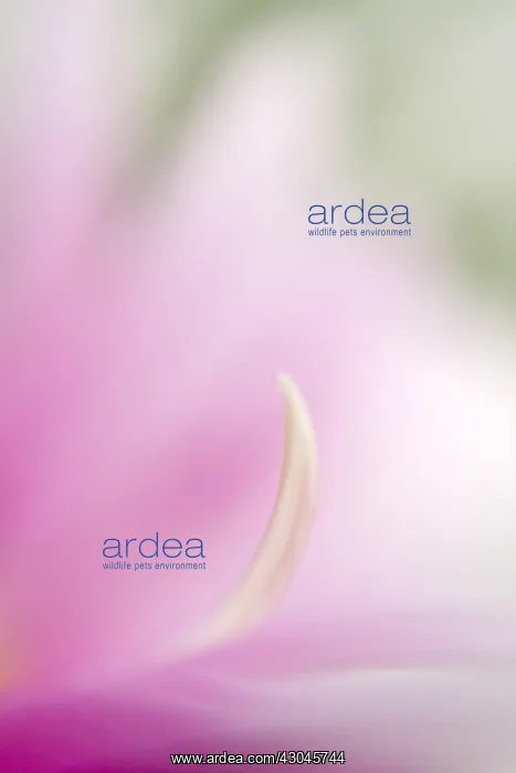  : Flower abstract