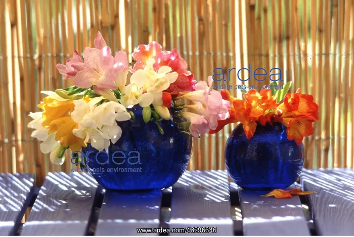 : FLOWER ARRANGEMENT - in blue vases : FLOWER ARRANGEMENT - in blue vases
