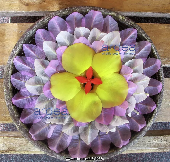  : Flower Arrangement of Petals