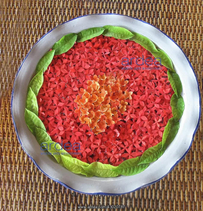 : Flower Arrangement of Petals : Flower Arrangement of Petals