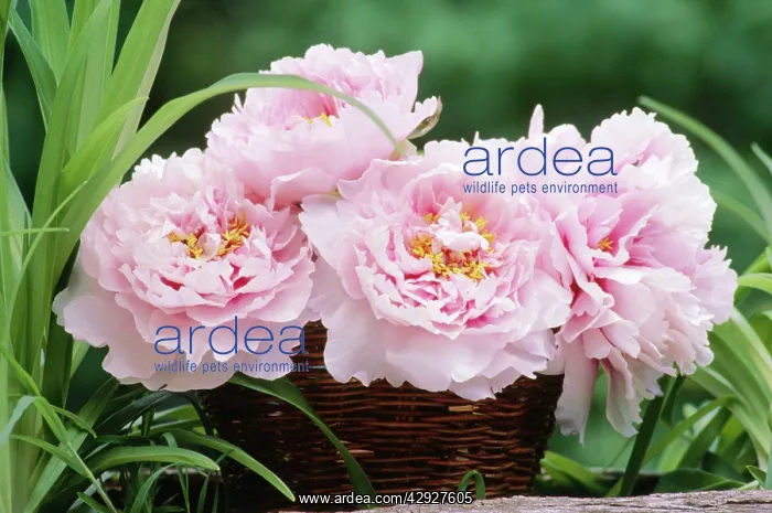 : Flower Arrangement - Pink Peonies, Close-up : Flower Arrangement - Pink Peonies, Close-up