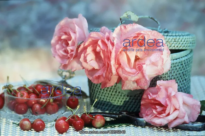 : FLOWER ARRANGEMENT - pink, with scattered cherries : FLOWER ARRANGEMENT - pink, with scattered cherries
