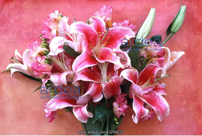 : FLOWER ARRANGEMENT - pink and white : FLOWER ARRANGEMENT - pink and white