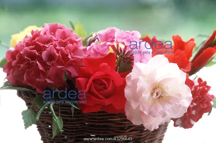 : FLOWER ARRANGEMENT - red, pink and white : FLOWER ARRANGEMENT - red, pink and white