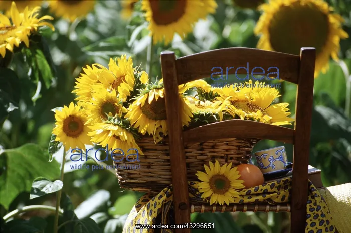 : FLOWER ARRANGEMENT - sunflowers : FLOWER ARRANGEMENT - sunflowers