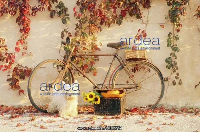 : FLOWER ARRANGEMENTS - with bicycle and dog : FLOWER ARRANGEMENTS - with bicycle and dog