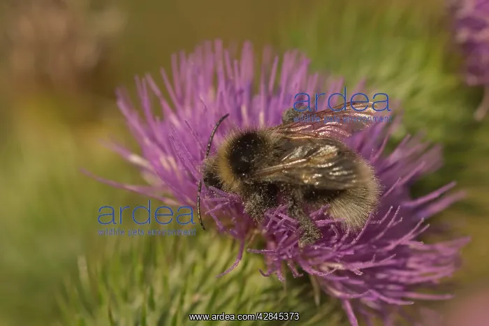  : Flower Bee - On pink flower