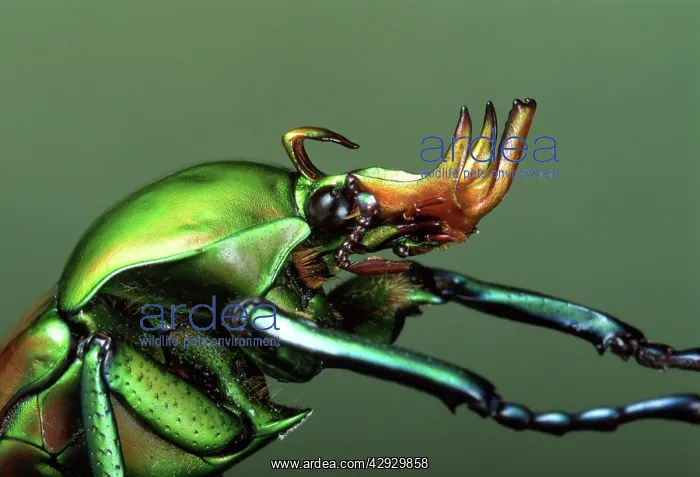 : Flower Beetle : Flower Beetle