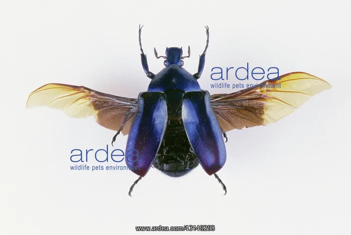  : Flower Beetle