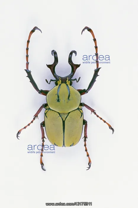 : Flower Beetle : Flower Beetle