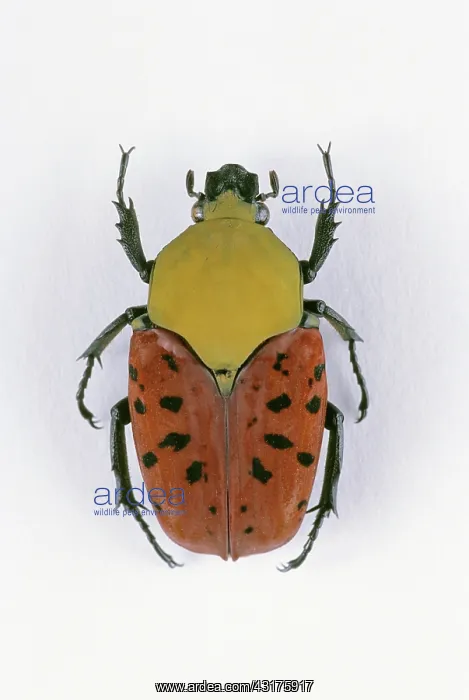 : Flower Beetle : Flower Beetle