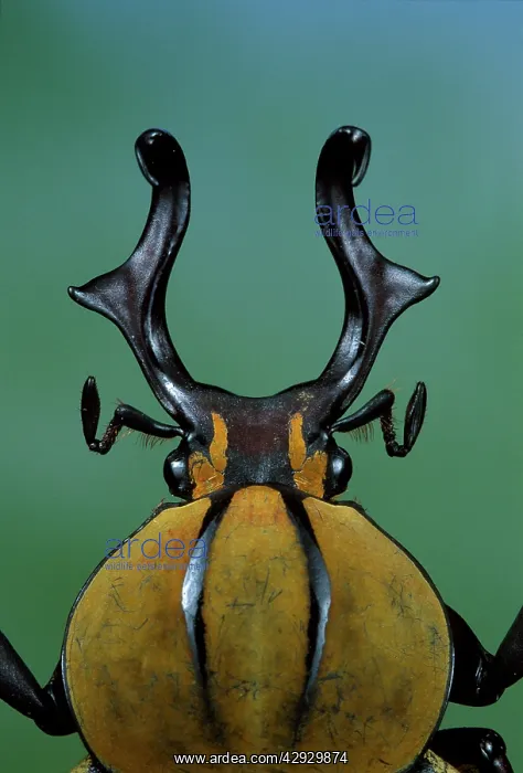 : Flower Beetle - close-up of head : Flower Beetle - close-up of head