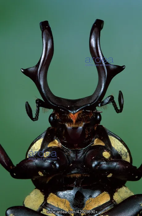 : Flower Beetle - close-up of head : Flower Beetle - close-up of head