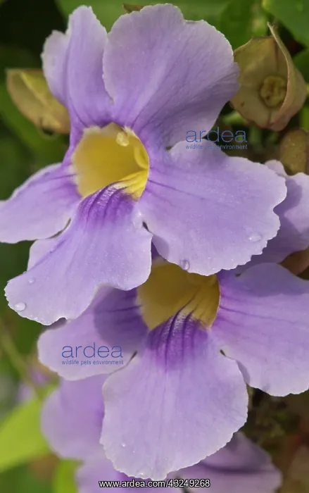 : A flower blooms in Pedasi on Panama's Azuero : A flower blooms in Pedasi on Panama's Azuero
