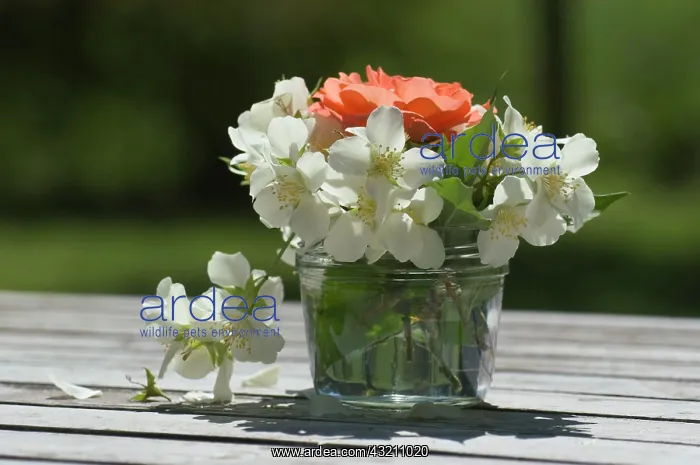 : Flower bouquet in a vase : Flower bouquet in a vase