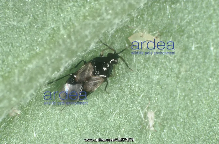 : Flower bug attacking Aphid : Flower bug attacking Aphid