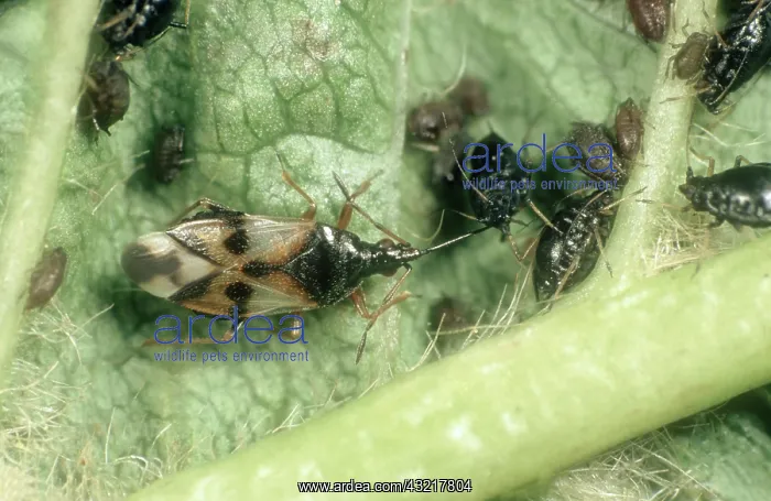 : Flower bug eats Aphid : Flower bug eats Aphid