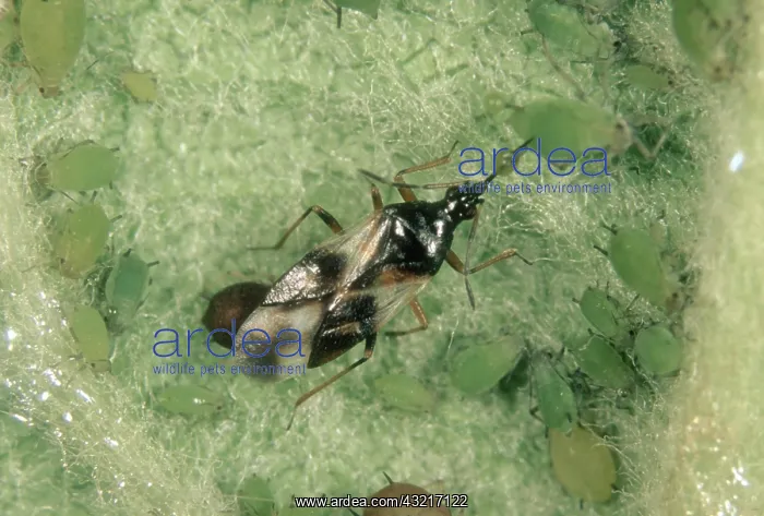 : Flower bug Eats Aphids : Flower bug Eats Aphids