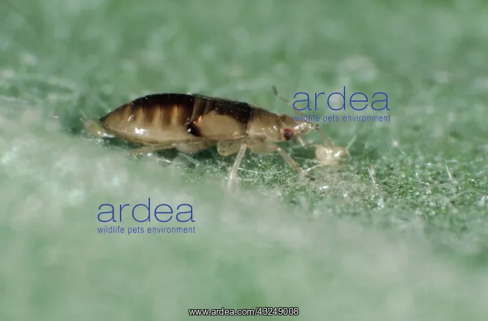 : Flower bug eats thrip : Flower bug eats thrip