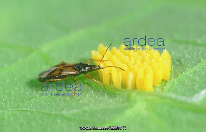 : Flower Bug Feeding on Butterfly Eggs : Flower Bug Feeding on Butterfly Eggs
