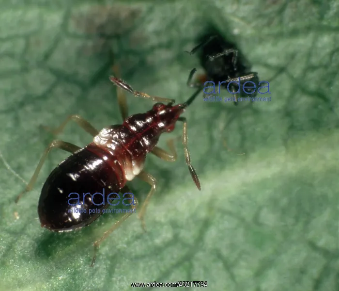 : Flower bug nymph eats Aphid : Flower bug nymph eats Aphid