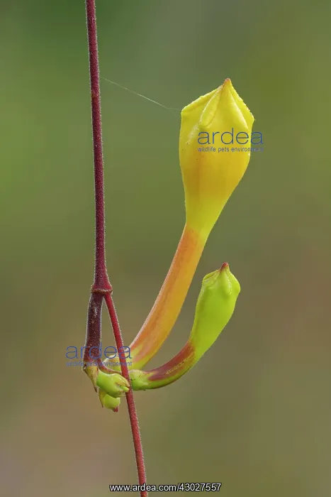  : flower, Cano Cristales, Serrania de Macarena National