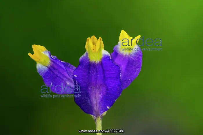 : flower, Cano Cristales, Serrania de Macarena National : flower, Cano Cristales, Serrania de Macarena National