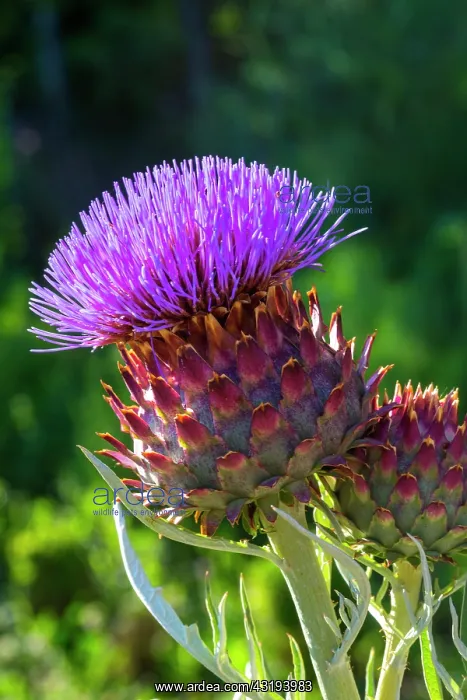 : Flower of cardoon, Provence, France : Flower of cardoon, Provence, France