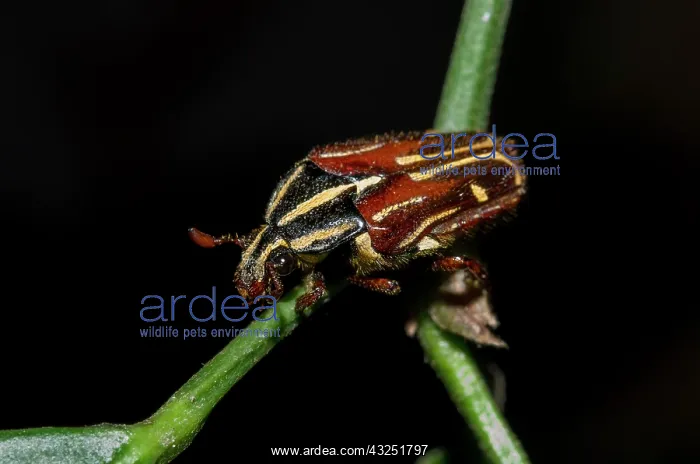 : Flower Chafer - Klungkung, Bali, Indonesia : Flower Chafer - Klungkung, Bali, Indonesia