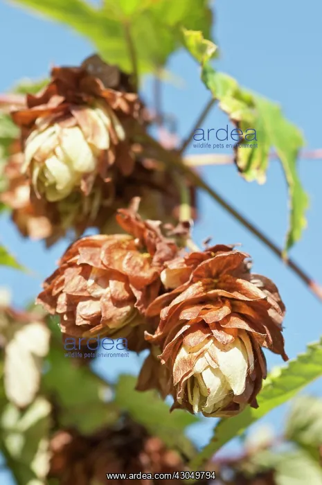 : Hop. Flower cluster of Hop, Humulus lupulus growing from stem : Hop. Flower cluster of Hop, Humulus lupulus growing from stem
