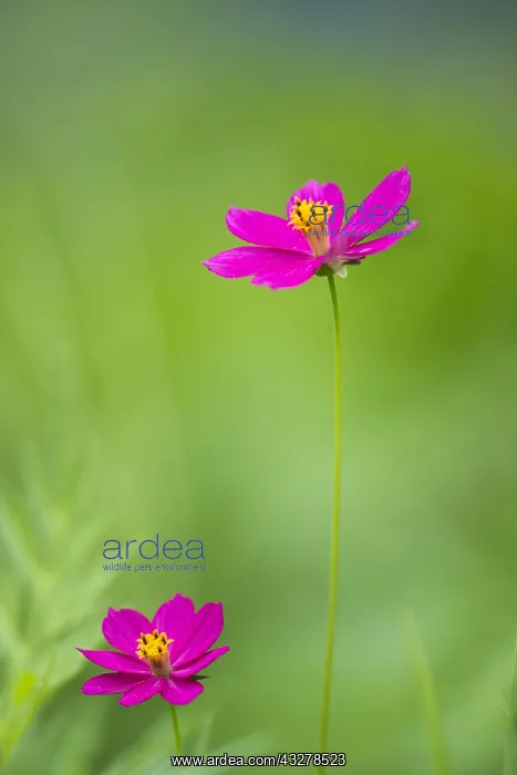 : Flower of Cosmos (Cosmos sp), Costa Rica : Flower of Cosmos (Cosmos sp), Costa Rica